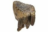 Woolly Mammoth Molar With Roots - Siberia #227422-4